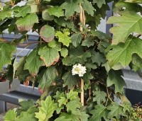 Hydrangea quercifolia - Eikenbladhortensia - 6
