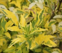 Gewone vlier 'Madonna' met nieuwe top