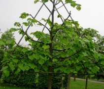 Winterlinde 'Greenspire', leivorm 3 hoekig rek