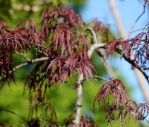Acer palmatum 'Inaba-Shidare'