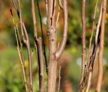 Koelreuteria paniculata 'Fastigiata'