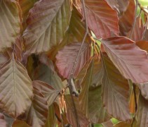 Rode Treurbeuk ‘Purpurea Pendula’ blad met kleurnuances van moeder natuur