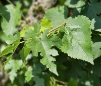 Morus nigra - Zwarte moerbei - 1