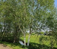 Betula utilis 'Doorenbos' - Himalayaberk - 2