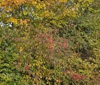 Euonymus europaeus - Gewone kardinaalsmuts - rode herfstkleur. toepassing in gemengde haag najaar 2025