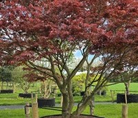 Acer palmatum 'Sumi-Nagashi' - Japanse Esdoorn 'Sumi-Nagashi' - 1