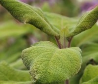 Hydrangea aspera 'Macrophylla' - Fluweelhortensia - 2
