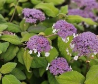 Hydrangea aspera 'Macrophylla' - Fluweelhortensia - 1