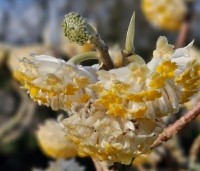 Edgeworthia chrysantha 'Grandiflora' - Papierstruik 'Grandiflora' - 1