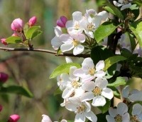 Malus 'Red Sentinel' - Sierappel - 3