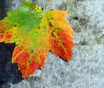 Acer rubrum 'Scanlon' 