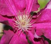 Clematis 'Ernest Markham' uit onze collectie klimplanten