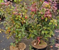 Parrotia persica 'Persian Spire' - Perzisch IJzerhout 'Persian Spire' - 1