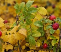 Rosa rugosa 'Alba' - Bottelroos - herfst
