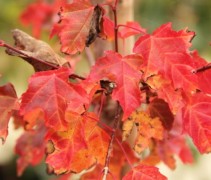 Acer Ginnale