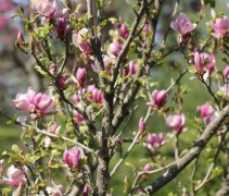 Magnolia Lennei struik in bloei