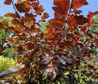 Malus 'Veitch's Scarlet' - Sierappel 'Veitch's Scarlet' - 3