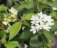 Viburnum plicatum 'Watanabe' - Sneeuwbal 'Watanabe' - 2