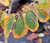 Hamamelis 'Arnolds Promise' - Toverhazelaar - herfst