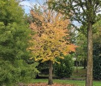 Cercidiphyllum japonicum  - Katsuraboom - 1