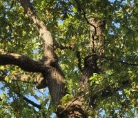 Quercus robur - Zomereik - 2