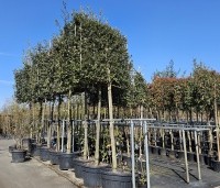 Quercus ilex - Steeneik - 2