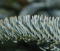 Abies procera 'Glauca' detail naalden