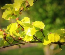 Fagus sylvatica 'Zlatia'