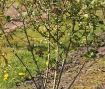 Viburnum Carlcephalum