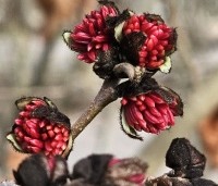 Parrotia persica - Perzisch IJzerhout - 2