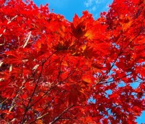 Acer palmatum 'Atropurpureum' 