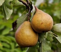 Pyrus com. 'Gieser Wildeman"  - Pyrus com. 'Gieser Wildeman"  - 5