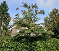 Cornus controversa - Reuzenkornoelje - 9