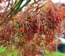 Acer palmatum 'Linearilobum'