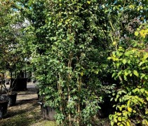 Amelanchier 'Obelisk'