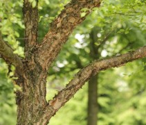 Betula nigra ofwel zwarte berk met fraaie stam en vertakking