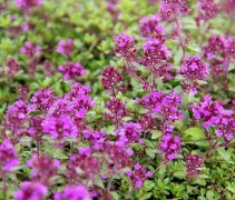 Thymus preacox Coccineus