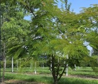 Albizia julibrissin 'Rosea' - Perzische slaapboom - 5