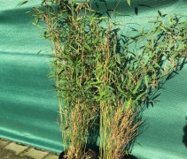 Twee jonge planten bamboe 'Super Jumbo' in potmaat C7.5 op onze kwekerij