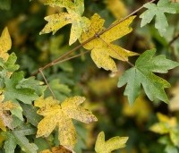Acer campestre - Veldesdoorn - 1