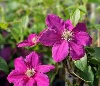 Clematis 'Ernest Markham' - Bosrank 'Ernest Markham' - 2
