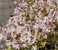 Deutzia 'Yuki Cherry Blossom' - Bruidsbloem 'Yuki Cherry Blossom' - 1