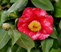 Camellia japonica 'Tomorrow Park Hill' - Camellia japonica 'Tomorrow Park Hill' - 1