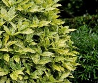 Aucuba jap. 'Variegata' - Broodboom 'Variegata' - 3