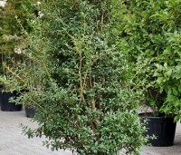 Osmanthus x burkwoodii - Schijnhulst - 2