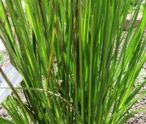 Molinia 'Windspiel'