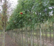 Sorbus americana (commixta) Belmonte
