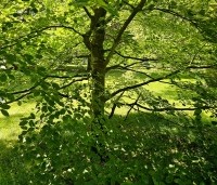 Fagus sylvatica - Groene beuk - 5