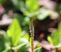 De bloemen worden naarmate de leeftijd vordert donkerder van kleur, beginstadium licht en na een aantal dagen steeds roder....