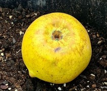 Malus domestica 'Lunterse Pippeling'